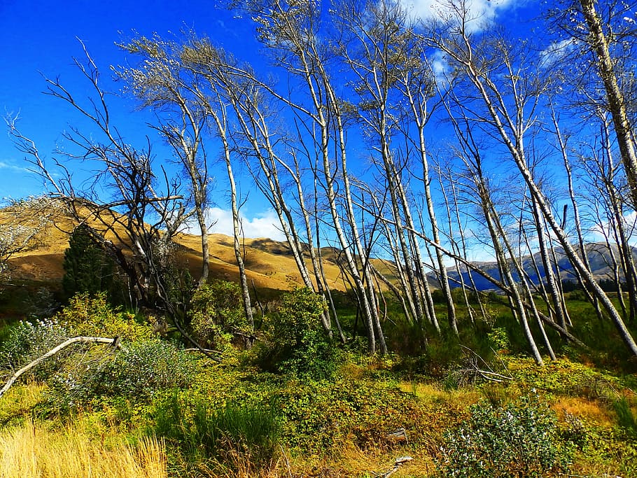 pass, hill, mountains, tree, nature, landscape, the silence HD wallpaper