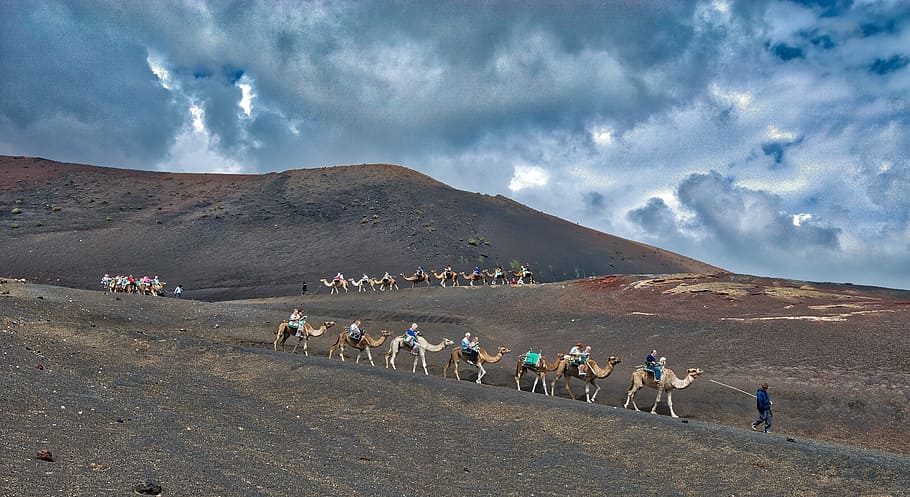Camels, Caravan, Desert, Sand, Animal, landscape, dune, hot HD wallpaper