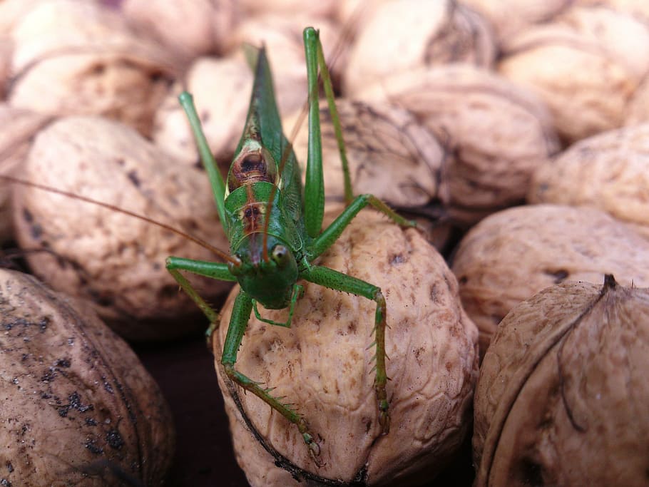 locusts, summer, orzerch, animal, animal themes, close-up, animal wildlife HD wallpaper
