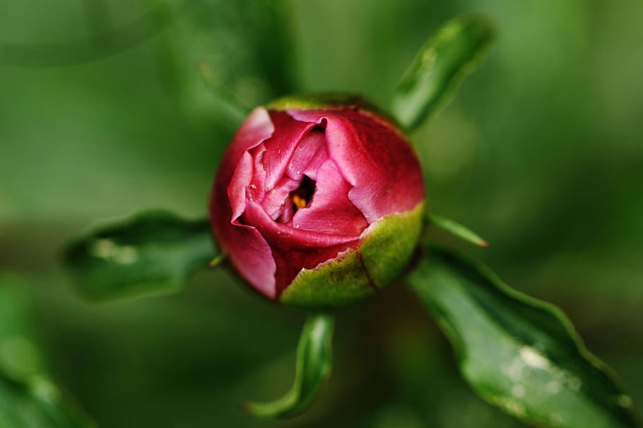 Rosebud, Flower, Bud, Nature, garden, fragility, beauty in nature
