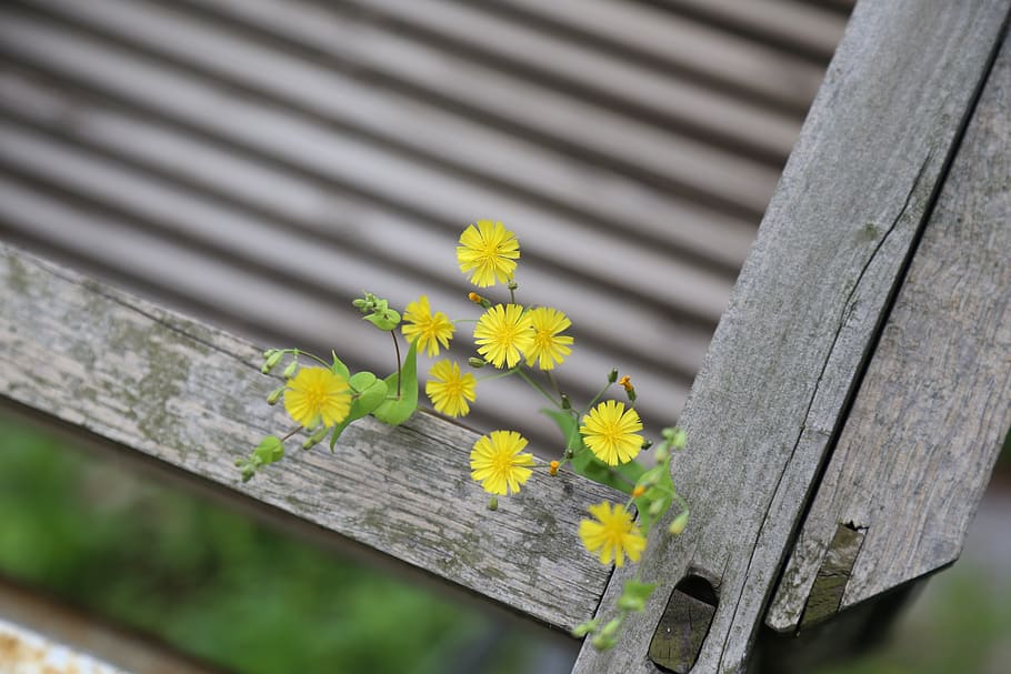 plant, fresh, green, flower, flowering plant, no people, wood - material HD wallpaper