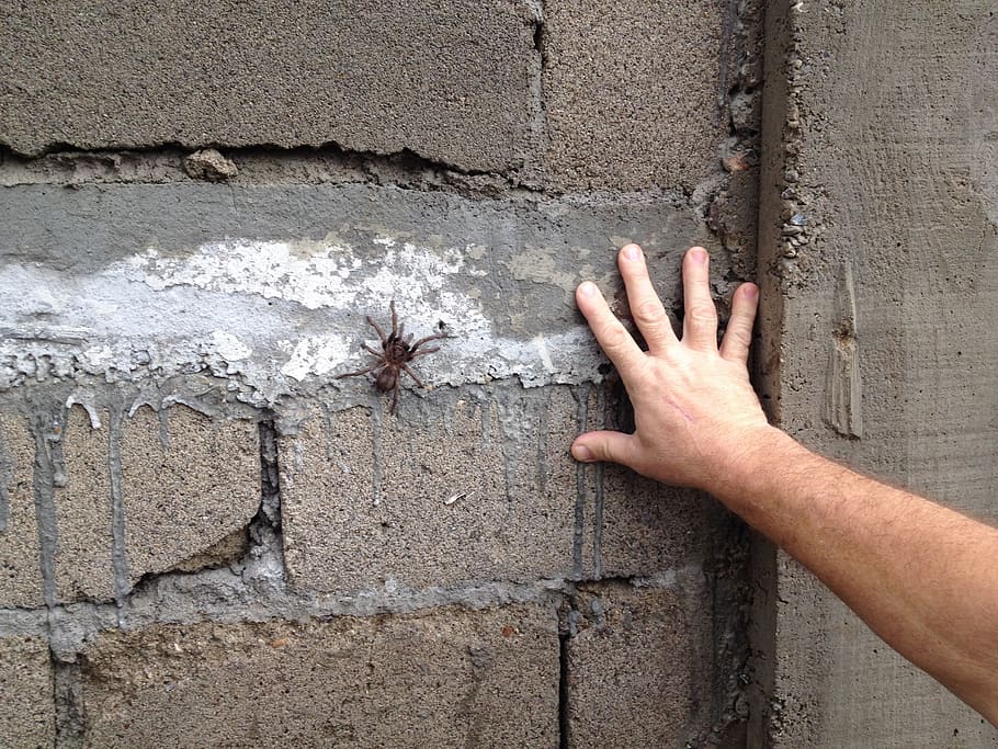 tarantula, spider, arachnid, human body part, human hand, wall - building feature