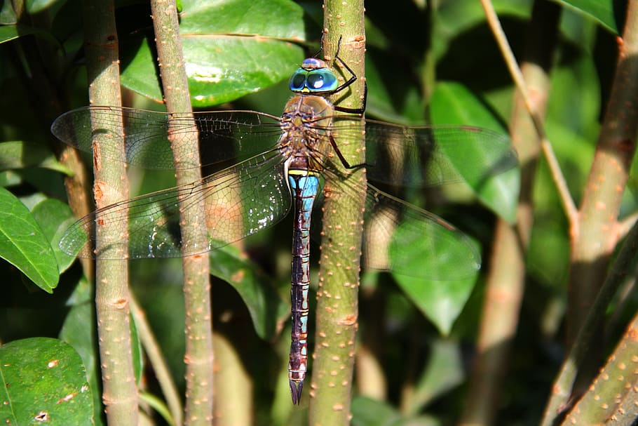 dragonfly, animals, insect, wing, animals in the wild, animal themes HD wallpaper