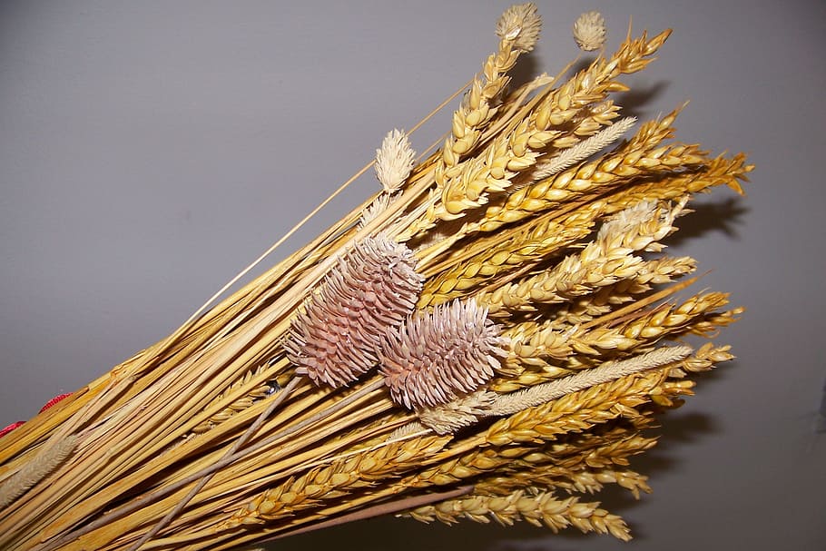wheat, summer, nature, agriculture, food, cereal Plant, crop HD wallpaper