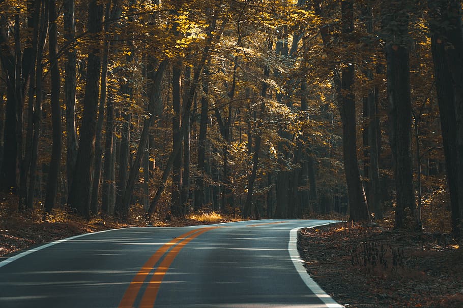 road in the middle of trees, landscape, photo, empty, nature HD wallpaper