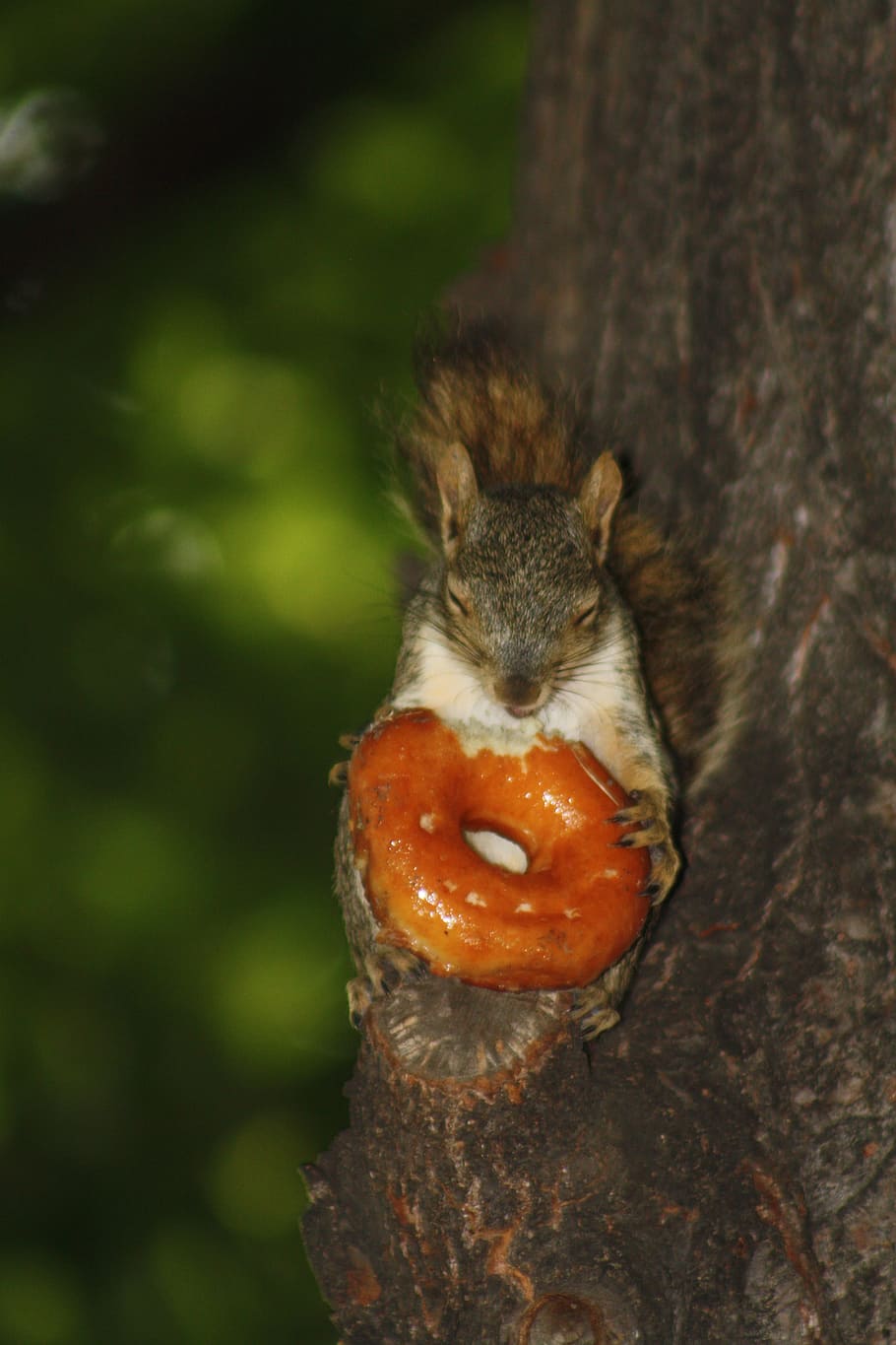 squirrel, donut, animal, creature, cute, funny, park, mammal HD wallpaper