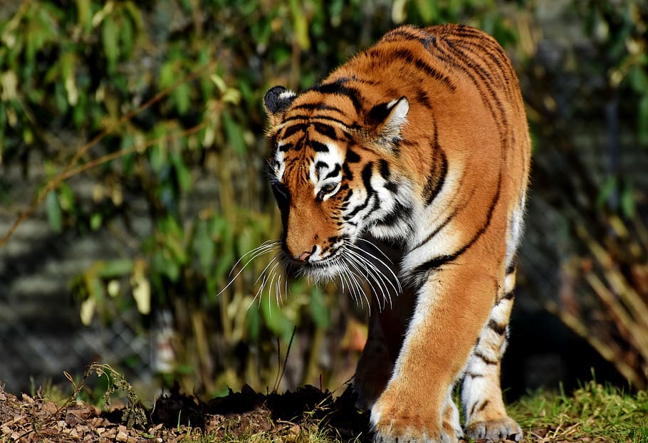 brown tiger walking on the field, cat, predator, wildcat, big cat HD wallpaper