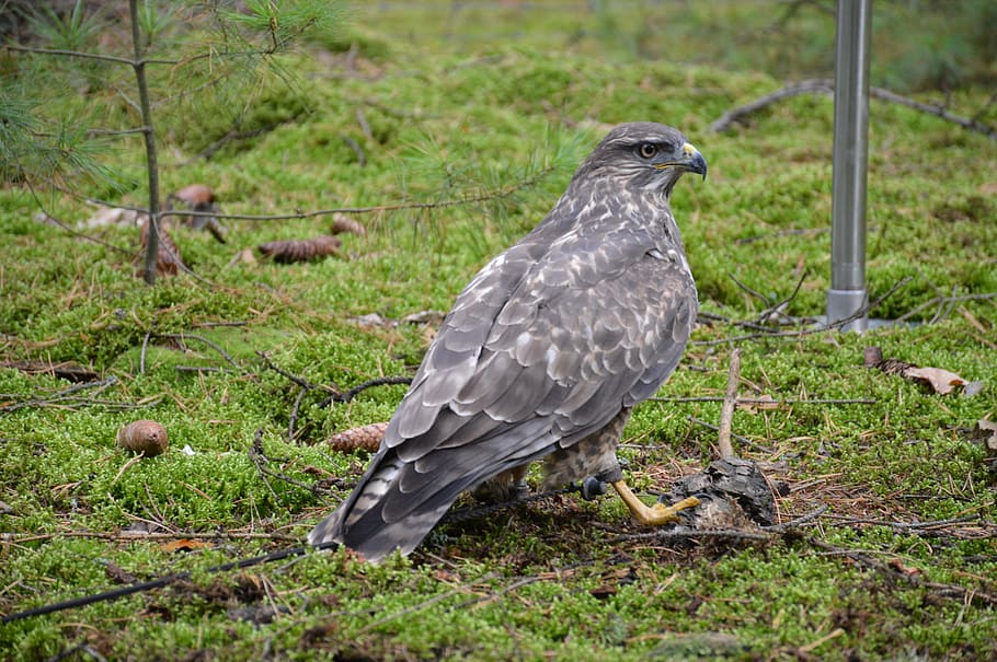 bird, predator, sitting, feather, beak, forest, wild, buzzard HD wallpaper