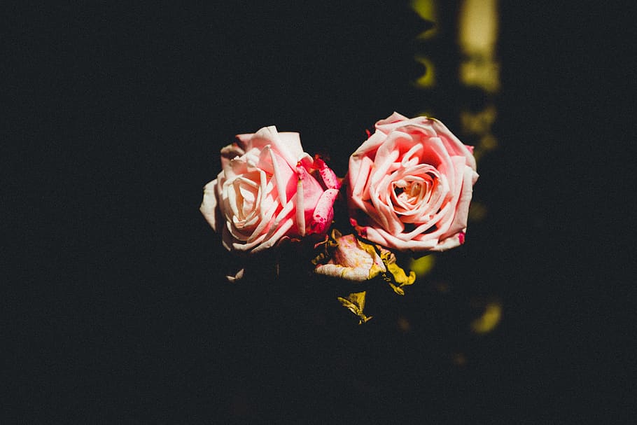 pink, rose, flower, flowering plant, freshness, beauty in nature HD wallpaper