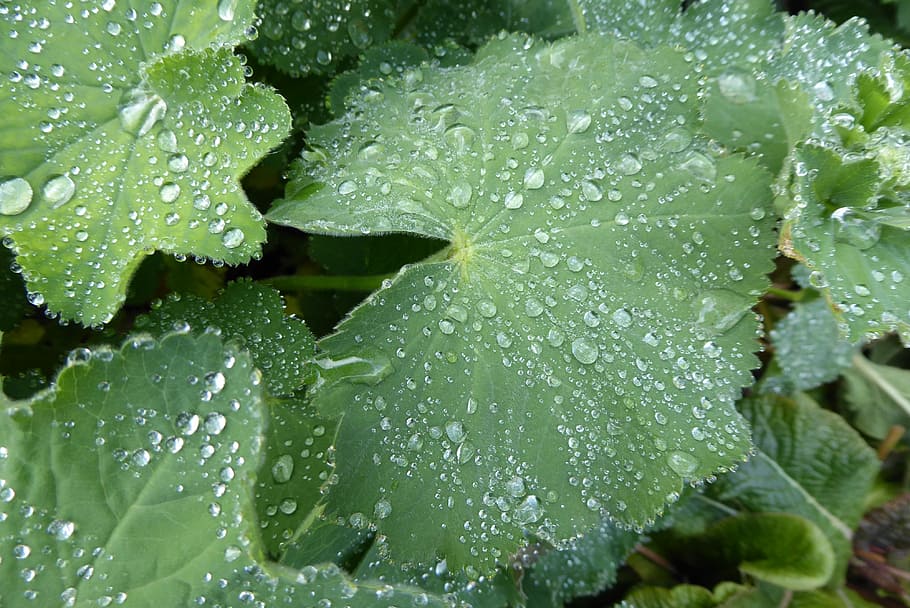 leaf, green, dew, morning, leaves, drip, water, wet, drop, growth HD wallpaper