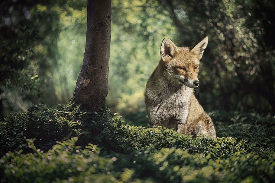 fox standing on grass field, fuchs, forest, wild animal, nature HD wallpaper