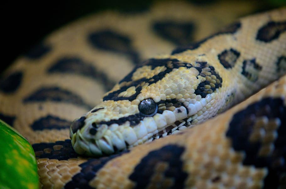 snake, macro, reptile, smooth, brown, herpetology, one animal HD wallpaper