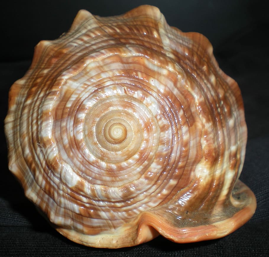 Shell, Nature, Beauty, spiral, one animal, cross section, no people HD wallpaper