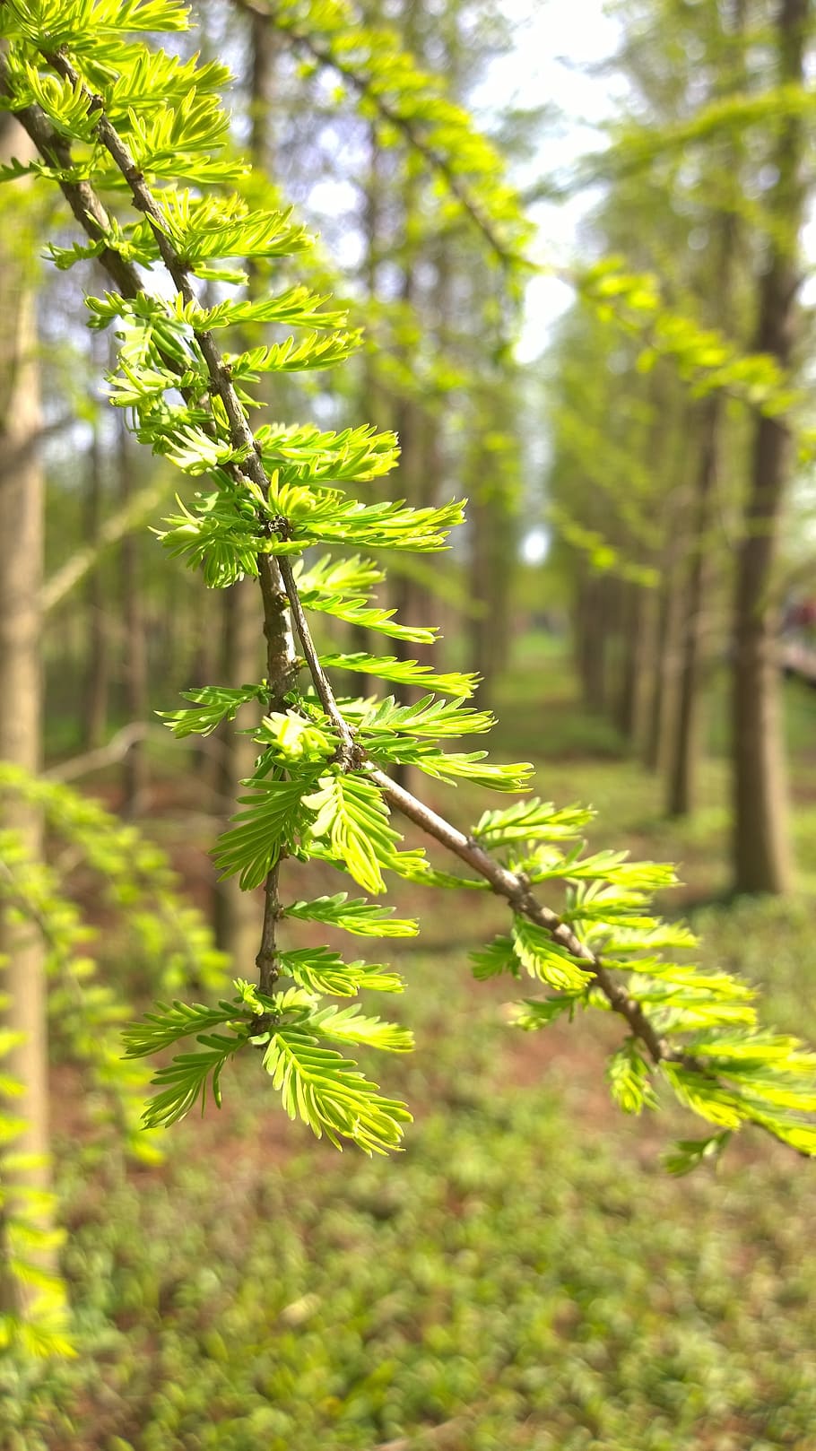 the leaves, bud, spring, forest, plant, growth, green color HD wallpaper