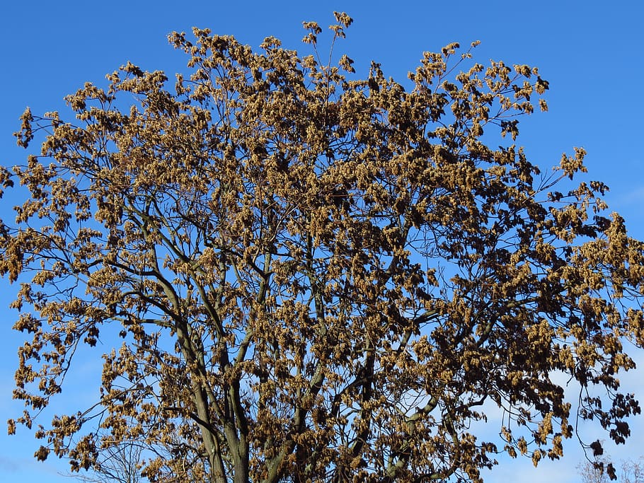 leaves, tree, winter, wintertime, plant, low angle view, sky HD wallpaper