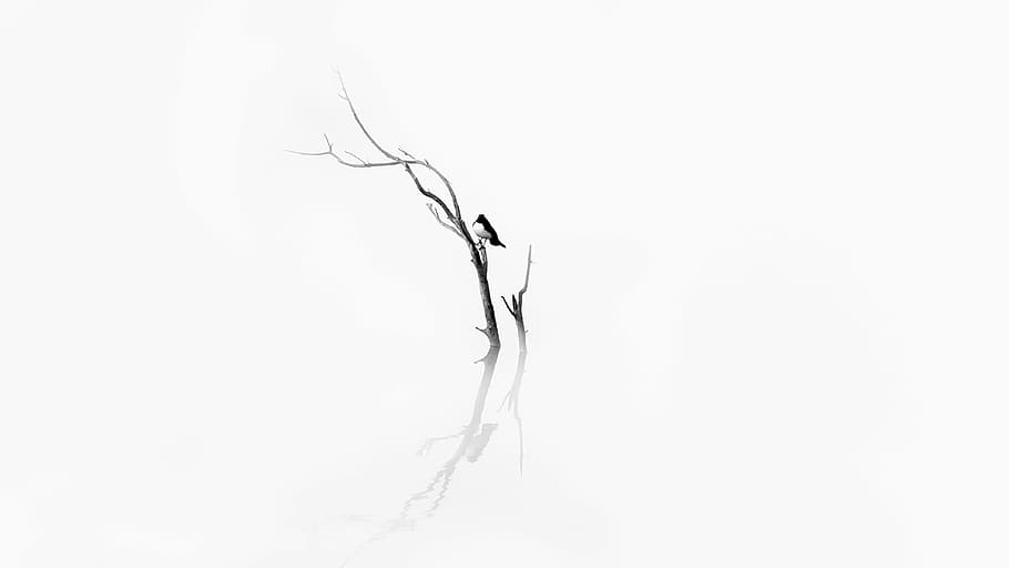 bird on bare tree art, bird on tree sketch, minimal, lake, branch, HD wallpaper
