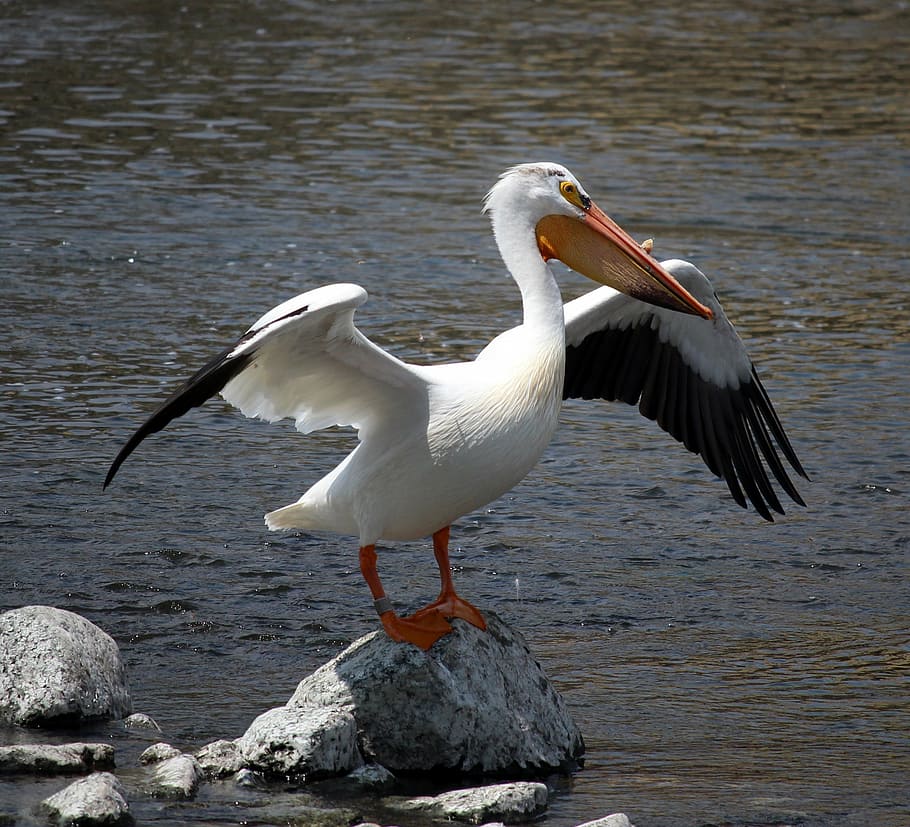 stork bird on gray rock near body of water, pelican, stretch HD wallpaper