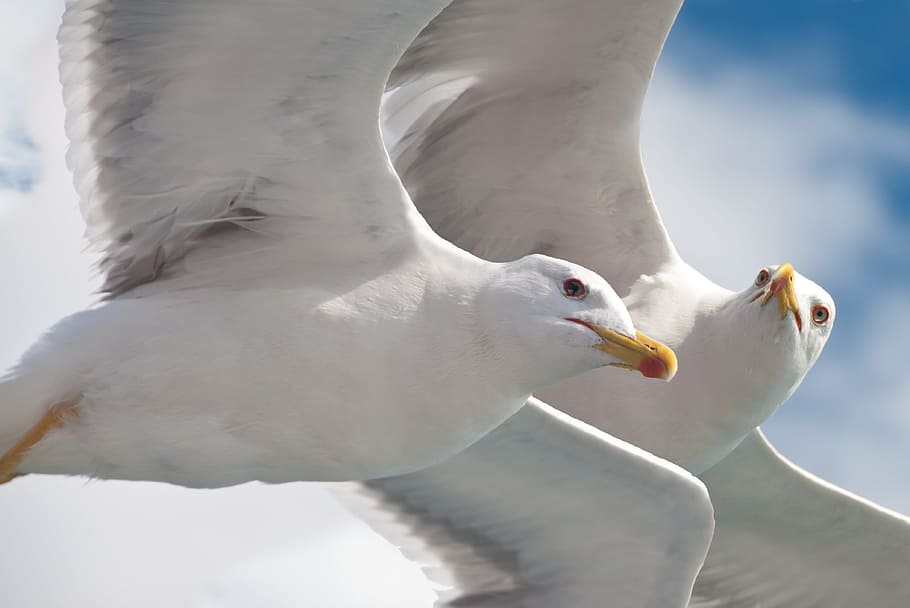 two white seagulls, Animal, Fly, Water Bird, birds, nature, sea birds, HD wallpaper