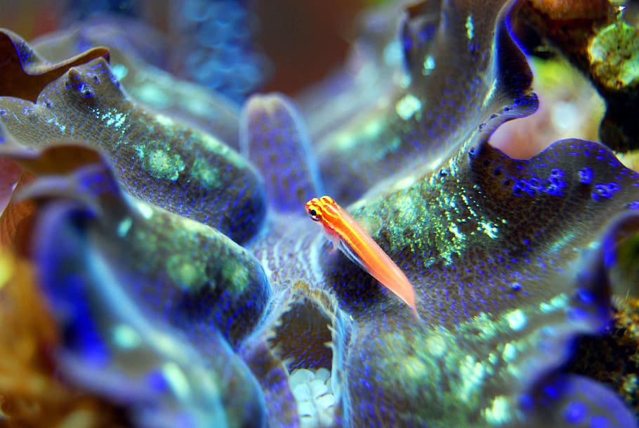 fish, clam, sea, shellfish, ocean, reef, marine, nature, mollusk HD wallpaper