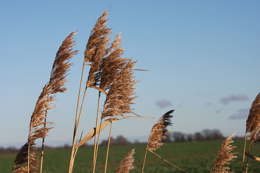 nature, reed, wind, spring, baluer sky, plant, growth, beauty in nature HD wallpaper