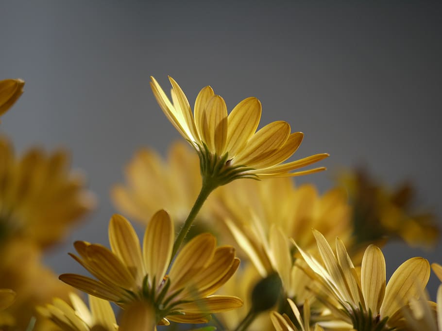 selective focus of yellow petaled flowers, cape daisies, orange