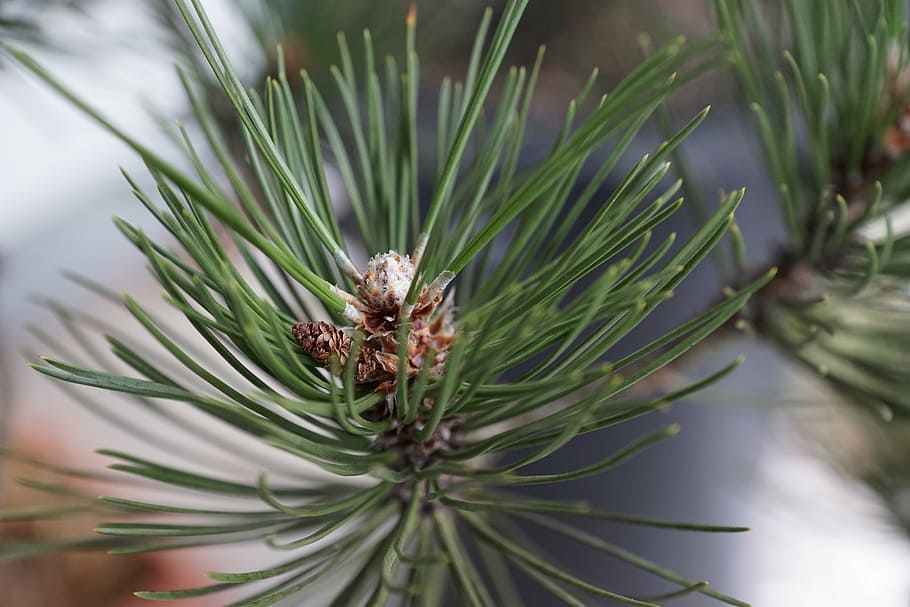 pine, tree, macro, green, coniferous tree, pine tree, pinaceae HD wallpaper