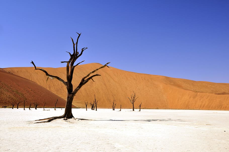 Brown Leafless Tree on Sandy Soil during Daytime, desert, desolate HD wallpaper