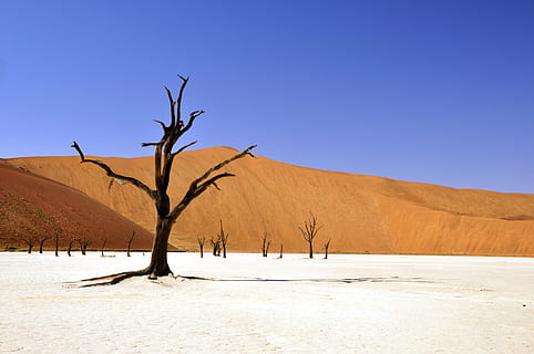 landscape photography of withered tree in middle of desert during winter HD wallpaper