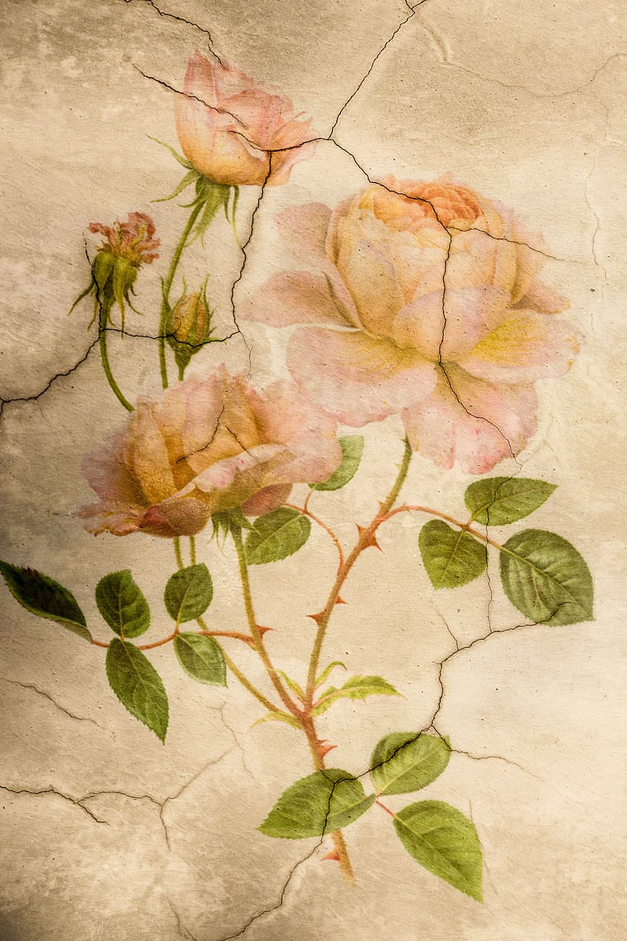 flower painting, Rose, Roses, Cetacean, Masonry, rose flower, HD wallpaper