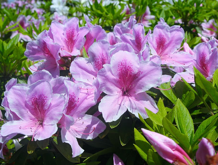satsuki, may, flowers, pink, red purple, bud, leaf, green, flowering plant HD wallpaper
