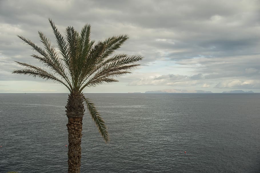 Palm, Tree, Palm Tree, Tropical, Ocean, summer, travel, water HD wallpaper
