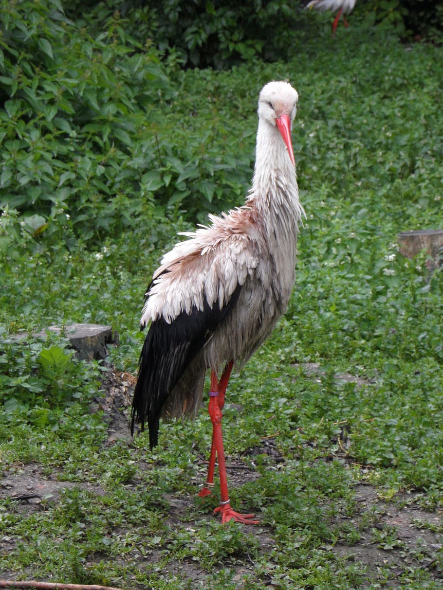 stork, bird, meadow, scrubby, wet, one animal, animals in the wild HD wallpaper