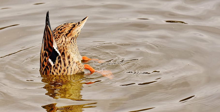 brown duck diving on body of water, dive, mallard, upside down HD wallpaper