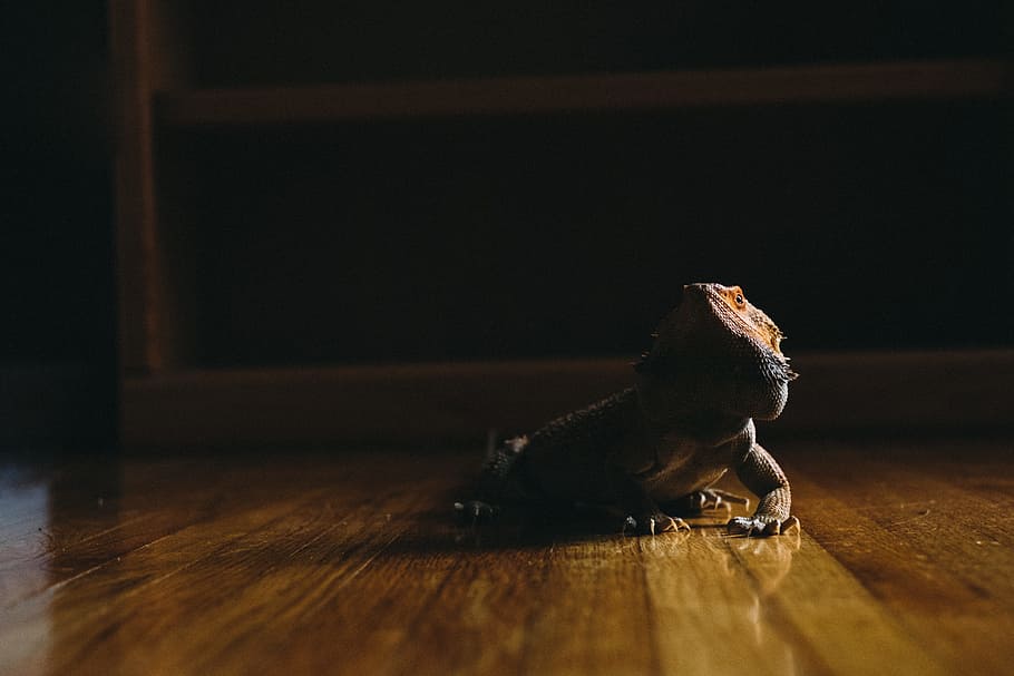 bearded dragon on wooden floor, shallow focus photography of bearded dragon on parquet floor HD wallpaper