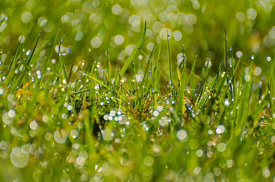 grass, grassy, stalks, green, background, wallpaper, seasons HD wallpaper