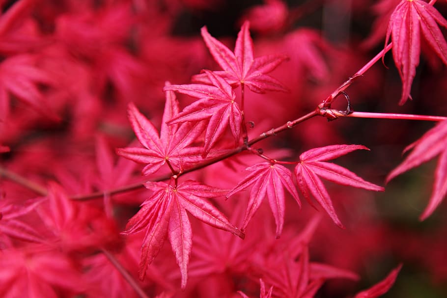 selective focus photography of red maple leaf, red leaf, plant HD wallpaper