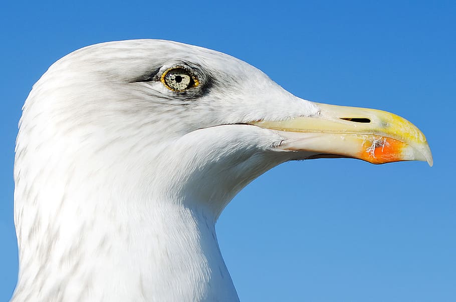 Animals, Background, Beak, Birds, Day, dynamic, feathers, flight HD wallpaper