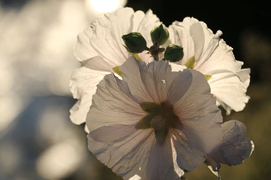 flower, spring white, nature, flowering plant, fragility, vulnerability HD wallpaper