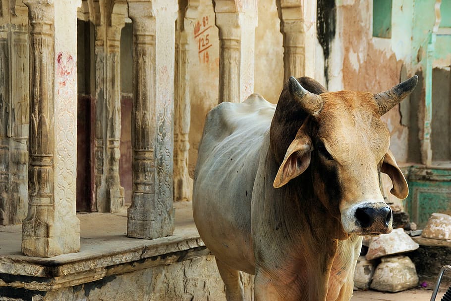 cattle standing beside concrete posts at daytime, india, rajastan, HD wallpaper