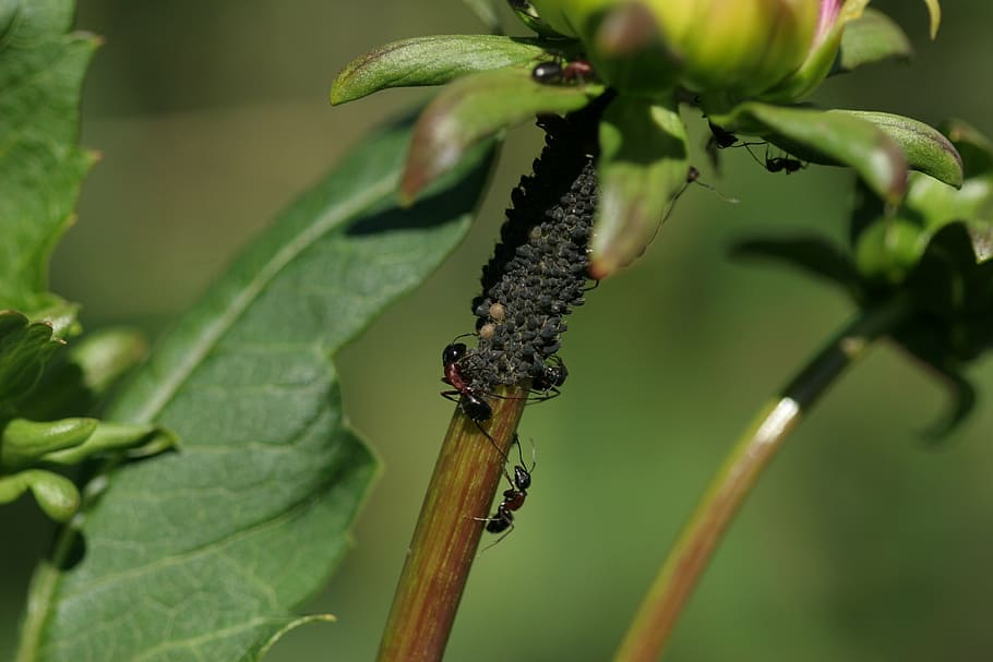 ants, aphids, herd, farming, dahlia, plant, animal wildlife HD wallpaper