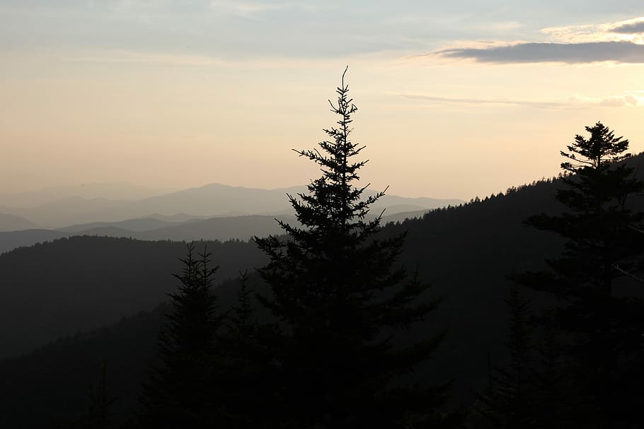 silhouette of tree during nighttime, silhouette of pine trees HD wallpaper