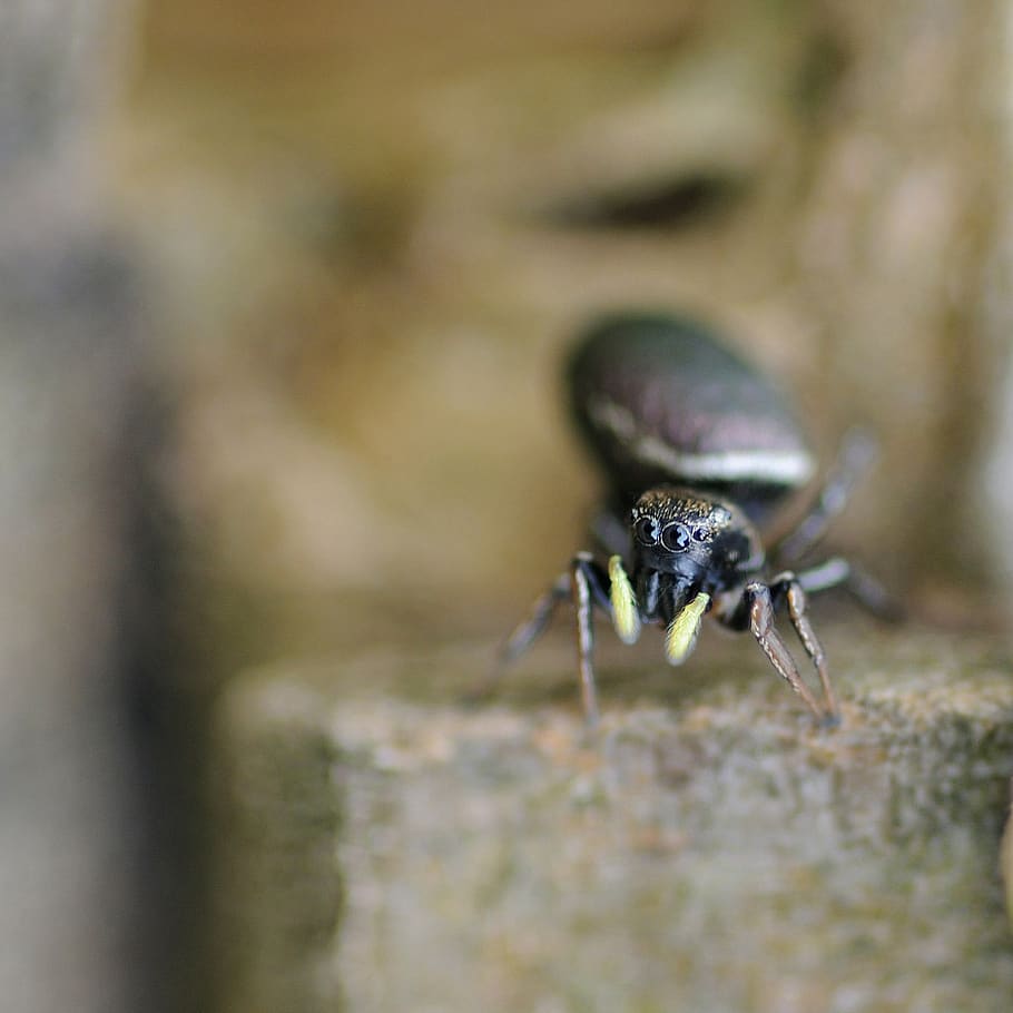 insect, spider, macro, cheerleader, one animal, close-up, animal wildlife HD wallpaper
