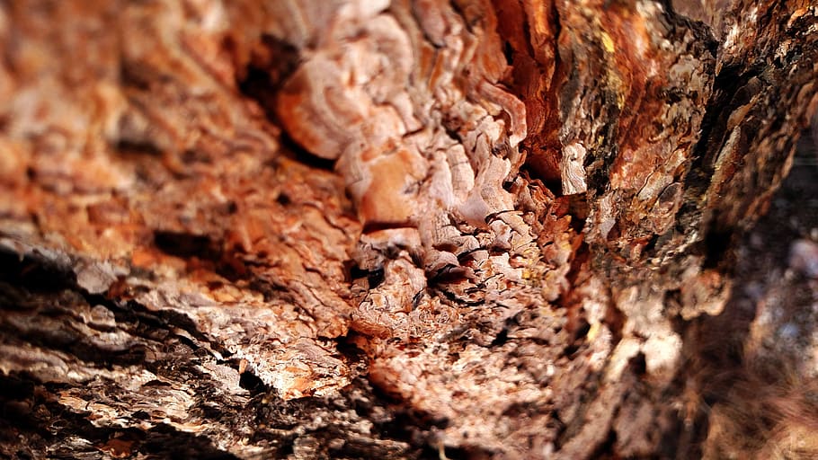 bark, tree, texture, wood, brown, rough, textured, tree trunk HD wallpaper