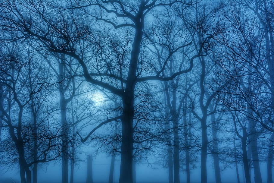 bare tree under white sky during golden hour, fog, trees, march HD wallpaper