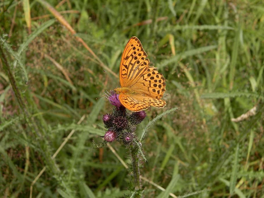 butterfly, forests, slovakia, plant, beauty in nature, flower HD wallpaper