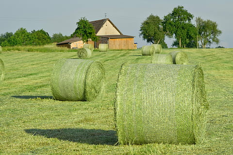green round bales, hay bales, straw, agriculture, straw bales HD wallpaper