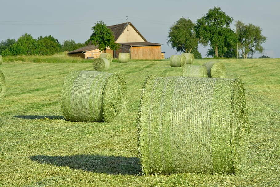 green round bales, hay bales, straw, agriculture, straw bales, HD wallpaper