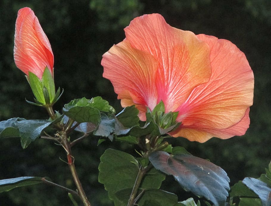 hibiscus, blossom, bloom, button, mallow, salmon, beautiful HD wallpaper
