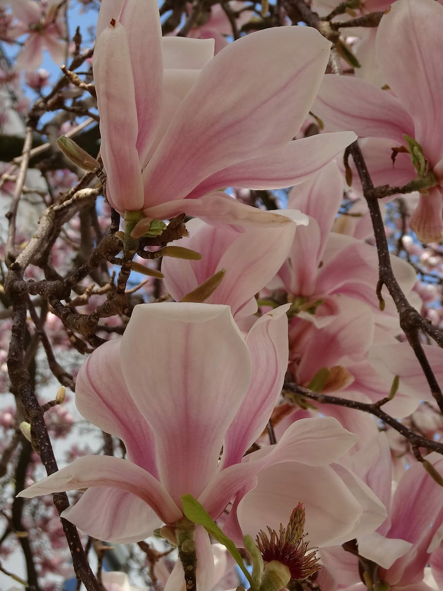 Magnolia Tree, Aesthetic, Leaf, oranges, white, purple, summer HD wallpaper
