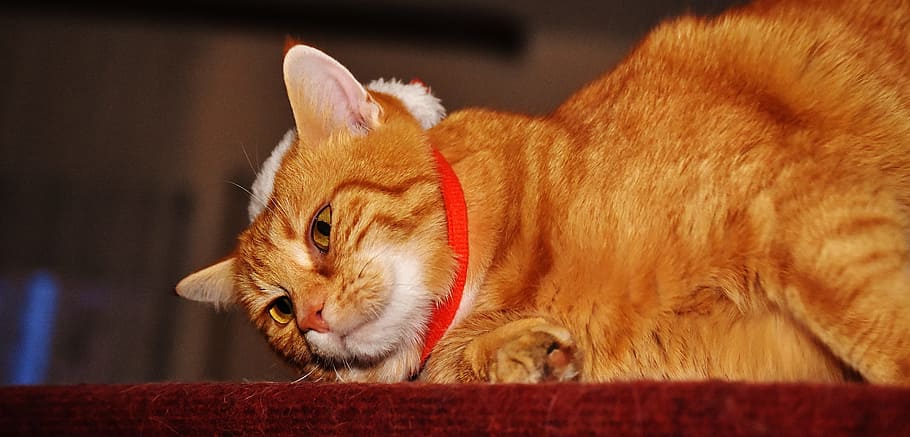 cat, red, cute, mackerel, tiger, sweet, cuddly, animal, domestic cat HD wallpaper